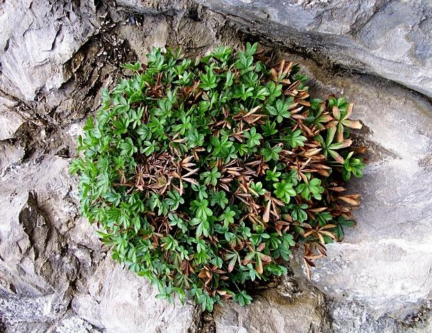 Potentilla caulescens / Cinquefoglia penzola